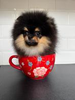 Teacup mini gorilla bearface pomeranian pomeriaan dwergkees, Dieren en Toebehoren, Honden | Chihuahua's en Gezelschapshonden, Rabiës (hondsdolheid)