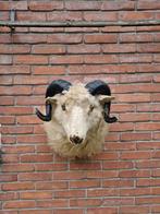 Opgezet schapenkop met hoorns, Verzamelen, Dierenverzamelingen, Ophalen of Verzenden, Opgezet dier