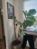 Ficus Lyrata (Vioolplant) in pot, Ficus, 100 tot 150 cm, In pot, Groene kamerplant