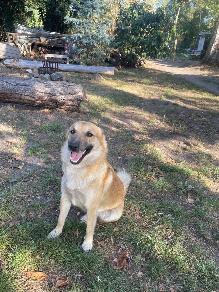 Bijzondere kruising Mechelse herder en Noorse Buhund, Dieren en Toebehoren, Honden | Herdershonden en Veedrijvers, Meerdere dieren