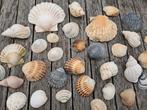 Maar liefst 232 grote schelpen uit Normandië - Sier/Knutsel, Ophalen of Verzenden