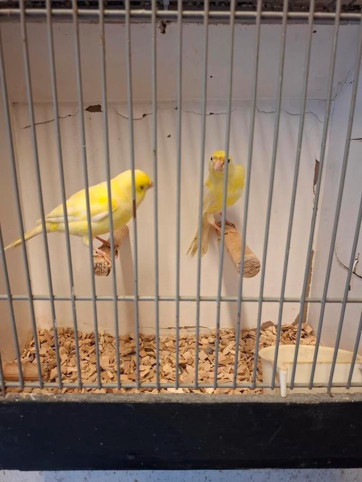 Gele kanarie's, Dieren en Toebehoren, Vogels | Kanaries, Kleurkanarie, Meerdere dieren