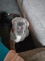 presa canario x cane corso pups, Dieren en Toebehoren, Honden | Bulldogs, Pinschers en Molossers, Overige rassen, 8 tot 15 weken