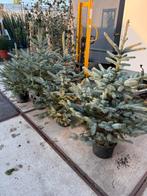 Blauw sparren in pot hoog 125cm milieu vriendelijk 19,95 pst, Tuin en Terras, Bloeit niet, Halfschaduw, Overige soorten, 100 tot 250 cm
