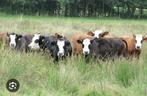 Gevraagd, runderen, Dieren en Toebehoren, Schapen, Geiten en Varkens, Mannelijk, Schaap