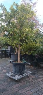 Prachtige Sinaasappelboom met Vruchten - 200cm, Tuin en Terras, Planten | Bomen, Ophalen, Volle zon, Overige soorten