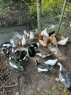 Kip, kippen, hanen, Dieren en Toebehoren, Pluimvee, Meerdere dieren, Kip