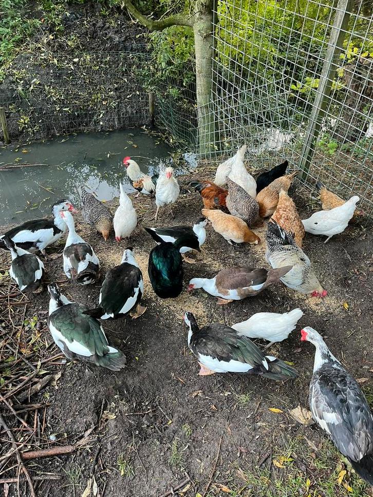 Kip, kippen, hanen, Dieren en Toebehoren, Pluimvee, Kip, Meerdere dieren