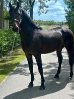 Te koop 2 jarige glamourdale x ferdinant hengst, Dieren en Toebehoren, Gechipt, Dressuurpaard, 0 tot 2 jaar, Hengst