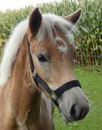 Haflinger hengst veulen, Dieren en Toebehoren, Pony's, E pony (1.48m - 1.57m), Niet van toepassing, Hengst, Gechipt