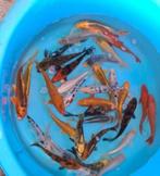 Mix Koi - Koi karper 18 / 20 cm bij Koidreams in Valburg