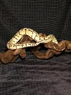 Python regius bubblebee, Slang