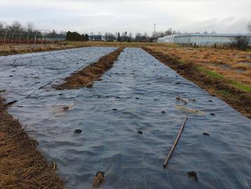 Antiworteldoek voor pompoenen of andere teelt