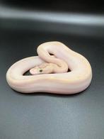 0.1 Ivory het Pied ball python regius te koop, Slang, Tam, 0 tot 2 jaar