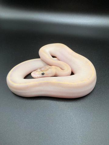 0.1 Ivory het Pied ball python regius te koop beschikbaar voor biedingen
