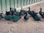 Cayuga eenden, Dieren en Toebehoren, Pluimvee, Meerdere dieren, Eend