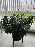 Vetplant Crassula Ovata, Huis en Inrichting, Kamerplanten, Minder dan 100 cm, Volle zon, Ophalen, Groene kamerplant