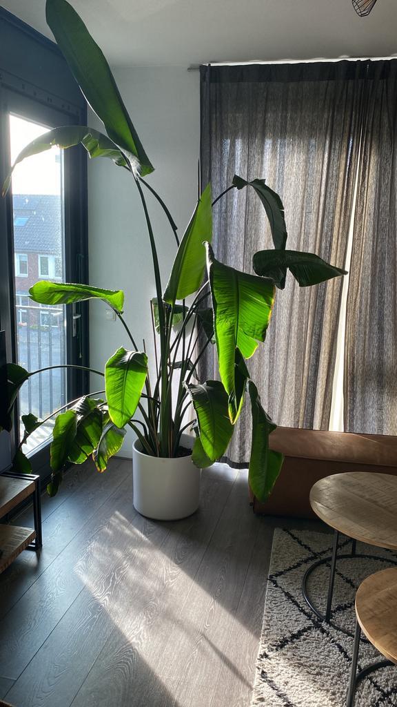 Strelitzia nicolai kamerplant, Huis en Inrichting, Kamerplanten, 150 tot 200 cm, In pot, Ophalen