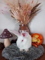 Duitse reus, Dieren en Toebehoren, Konijnen, Mannelijk, Groot, 0 tot 2 jaar