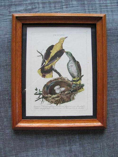Wielewaal - oude gravure, Antiek en Kunst, Kunst | Etsen en Gravures, Ophalen of Verzenden