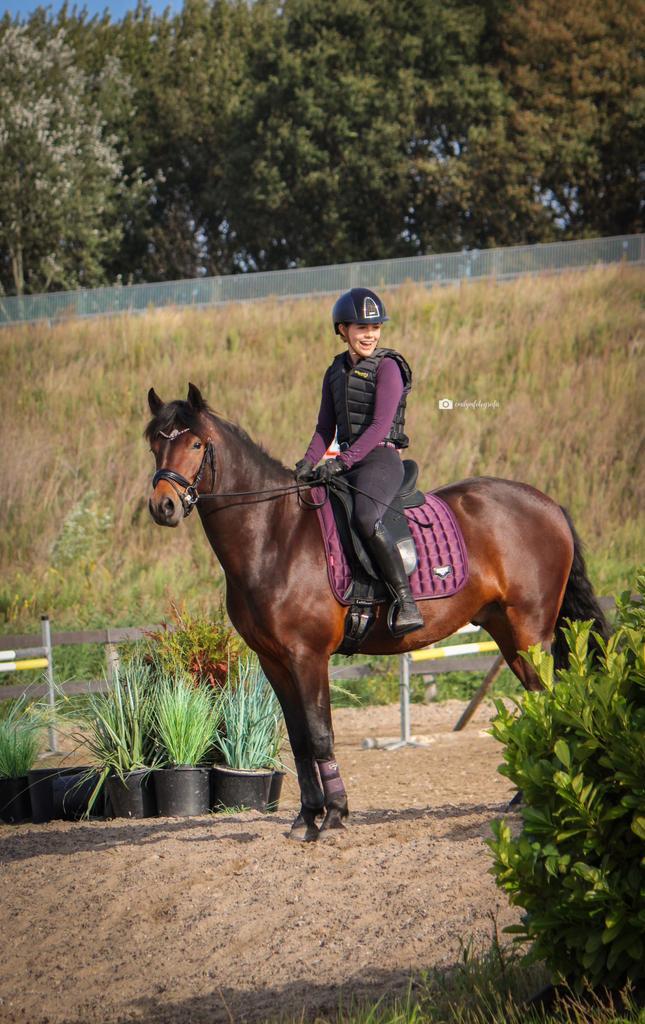 Super lieve en goudeerlijke New Forest D-pony, Dieren en Toebehoren, Pony's, Ruin, B, D pony (1.37m tot 1.48m), Dressuurpony, 3 tot 6 jaar