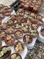 Cactus succulent levende steentjes Potmaat 5,5cm, Huis en Inrichting, Vetplant, Ophalen of Verzenden, In pot, Minder dan 100 cm