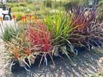 Cordyline in verschillende soorten!! €18,95 pst siergras, Tuin en Terras, Planten | Tuinplanten, Ophalen, Vaste plant, Siergrassen