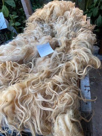 Grootse Racka vacht met lange lokken beschikbaar voor biedingen