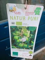 kruisbes  groen, Tuin en Terras, Planten | Fruitbomen, Ophalen