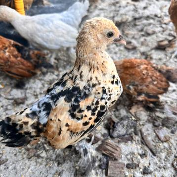 sabelpoot kriel citroenporselein (kleur) kip hen kuiken beschikbaar voor biedingen