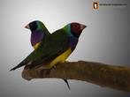 Gouldamadine | Passend advies | Tropische vogel, Meerdere dieren, Kleurkanarie