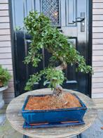 Zelkova bonsai 45cm, Tuin en Terras, Planten | Bomen, Bloeit niet, Halfschaduw, Minder dan 100 cm, Overige soorten