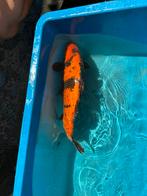 Te koop: koi karper, Karper of Koi