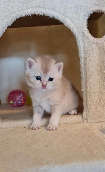 Britse Korthaar katten beschikbaar voor biedingen
