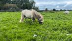 Buckskinbont hengstje 72 cm apart!!!, Dieren en Toebehoren, Merrie, M, Gechipt, A pony (tot 1.17m)