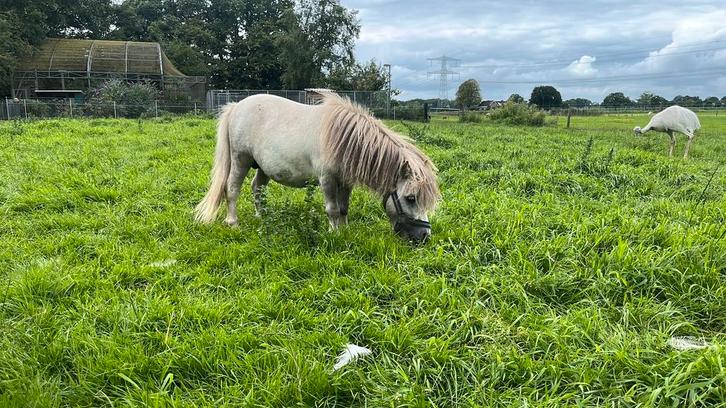 Buckskinbont hengstje 72 cm apart!!!, Dieren en Toebehoren, Pony's, Merrie, M, A pony (tot 1.17m), Recreatiepony, 3 tot 6 jaar