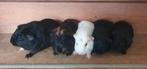 Jonge cavia zeugjes vanaf 6 weekjes, Dieren en Toebehoren, Vrouwelijk, Cavia, Na 1 juli 2024, Tam