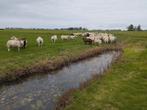 ooilammeren, Dieren en Toebehoren, Mannelijk, Schaap