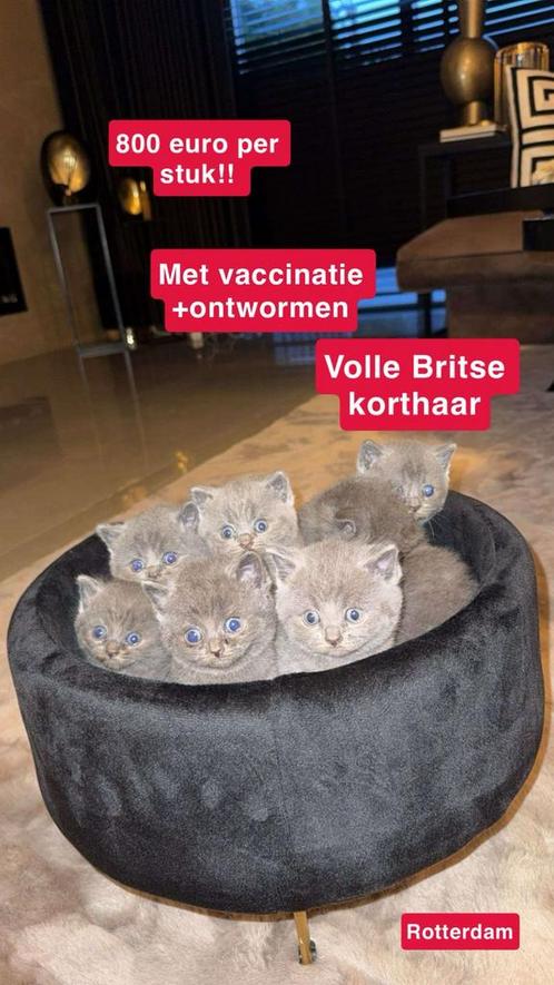Britse korthaar !!, Dieren en Toebehoren, Katten en Kittens | Raskatten | Korthaar, Meerdere dieren, 0 tot 2 jaar, Ontwormd, Ingeënt