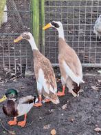Koppel indische loopeenden fleseenden reebont, Dieren en Toebehoren, Pluimvee, Meerdere dieren, Eend