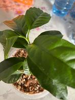 Hoya  multiflora met twee uitlopers in een stekje, Ophalen of Verzenden, Halfschaduw, Minder dan 100 cm