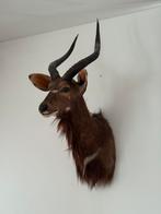 Grote opgezette Nyala kop – Taxidermie / Antilope / hert, Ophalen, Zo goed als nieuw, Opgezet dier