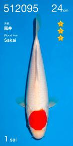 Hq tosai tancho van de ogata auction, Sakai bloedlijn, Dieren en Toebehoren, Karper of Koi
