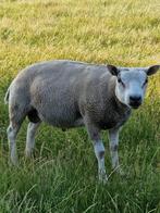 Volbloed jaarling texelaar Ram, Mannelijk, Schaap