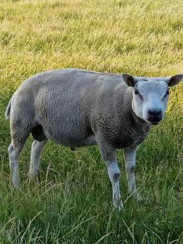 Volbloed jaarling texelaar Ram beschikbaar voor biedingen