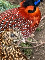 Mooi kweekkoppel temminck tragopaan, Meerdere dieren