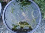 Zuurstofplanten waterpest en waterlelies., Tuin en Terras, Ophalen, Nieuw