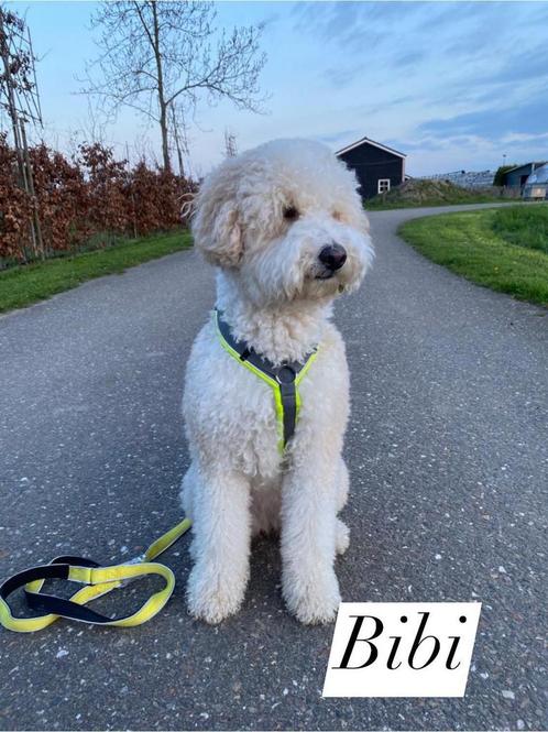 Labradoodle pups, Dieren en Toebehoren, Honden | Retrievers, Spaniëls en Waterhonden, Meerdere dieren, Overige rassen, Particulier
