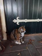 Mooie katten te koop!, Dieren en Toebehoren, Katten en Kittens | Overige Katten, Meerdere dieren
