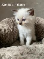 Ragdoll Kittens, Dieren en Toebehoren, Katten en Kittens | Raskatten | Langhaar, Meerdere dieren, Ontwormd, 0 tot 2 jaar